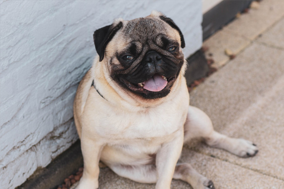 jason, wagler, dog, breeder, puppies, jason-wagler, dog-breeder, loogootee, in, indiana, puppy, customer, kennels, mill, puppymill, usda, 32-A-0245, 32a0245, 5-star, certificate, pug, ACA, ICA, registered