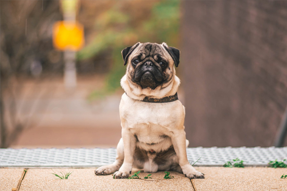 jason, wagler, dog, breeder, house, jason-wagler, dog-breeder, loogootee, in, indiana, puppy, customer, kennels, mill, puppymill, usda, 32-A-0245, 32a0245, 5-star, certificate, pug, ACA, ICA, registered